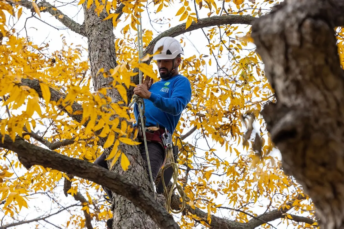 Skilled Tree Transplanting crew working in Varysburg